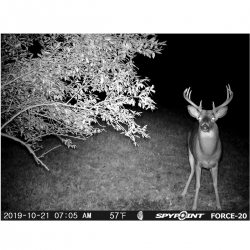 FOTOTRAPPOLA SPYPOINT FORCE 20