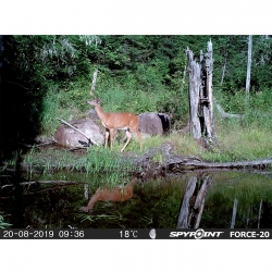 FOTOTRAPPOLA SPYPOINT FORCE 20