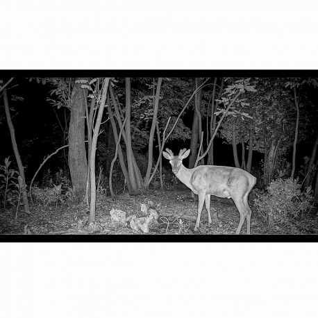 FOTOTRAPPOLA HIKMICRO M15 4G HM-M15