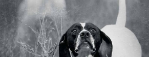 Cinofilia - Articoli per cani